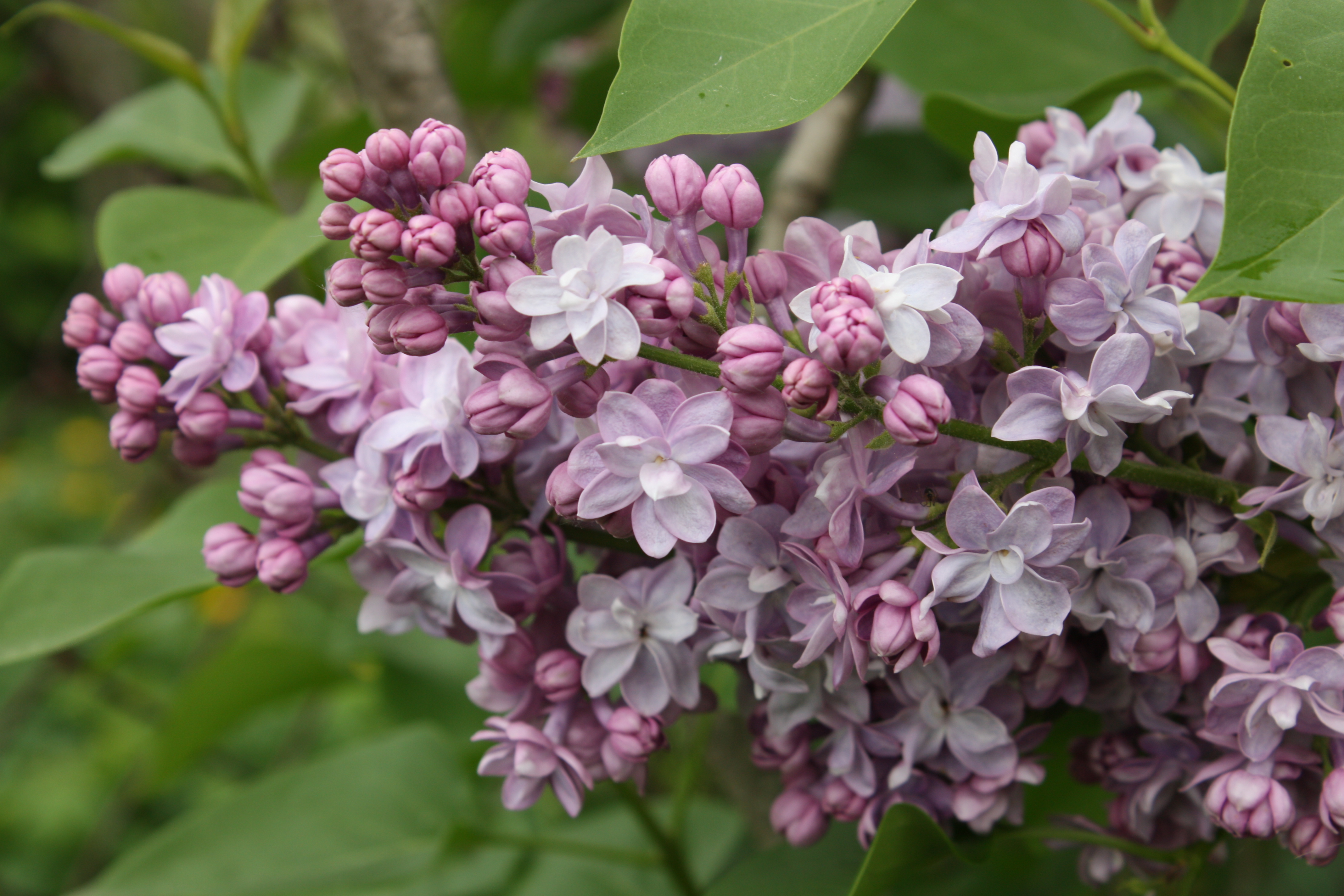 "Michel Buchner" Syringa vulgaris